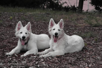 Dusty,Davinia